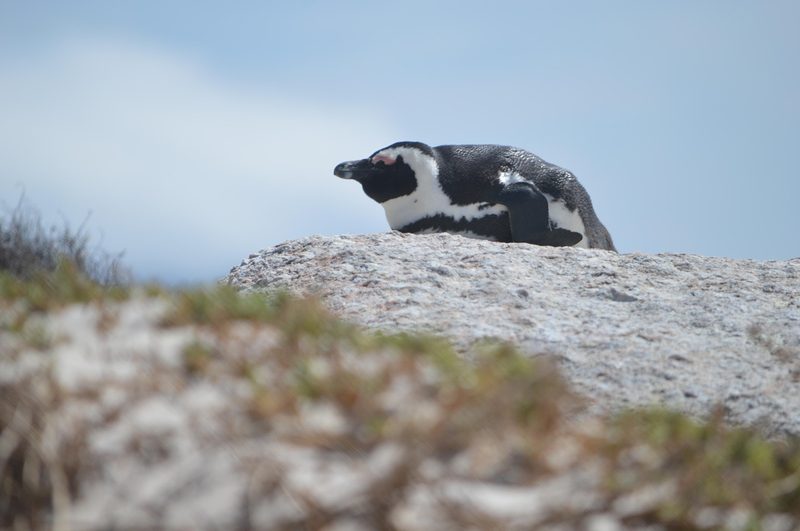 3. Lemo Mall Mangaung Marathon – Bloemfontein, Südafrika