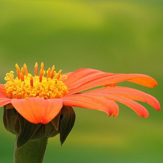 11. Buffalo Stampede SkyMarathon – Bright, Australien