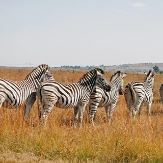 StaminoGro Edenvale Marathon – Edenvale, Südafrika