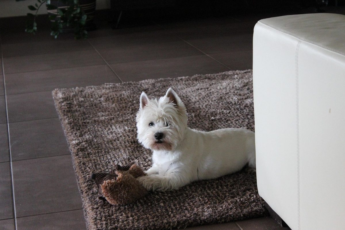 14. Kauno Akropolio Maratonas – Kaunas, Litauen