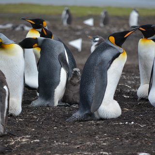 24. Antarctica-Marathon *(Tour Package 03.03.-16.03.2026) – King George Island, Frankreich