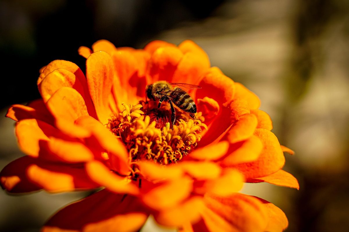 23. Cracovia Maraton – Krakau, Polen