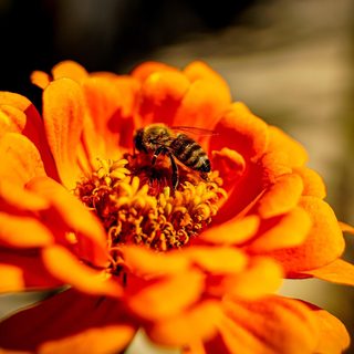 23. Cracovia Maraton – Krakau, Polen