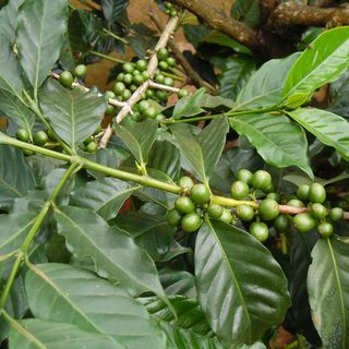 24. Kilimanjaro Premium Lager Marathon – Moshi, Tansania