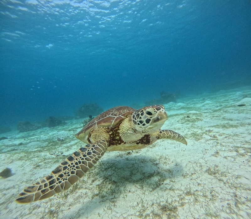 15. TBR Dream Marathon – Muntinlupa, Philippinen