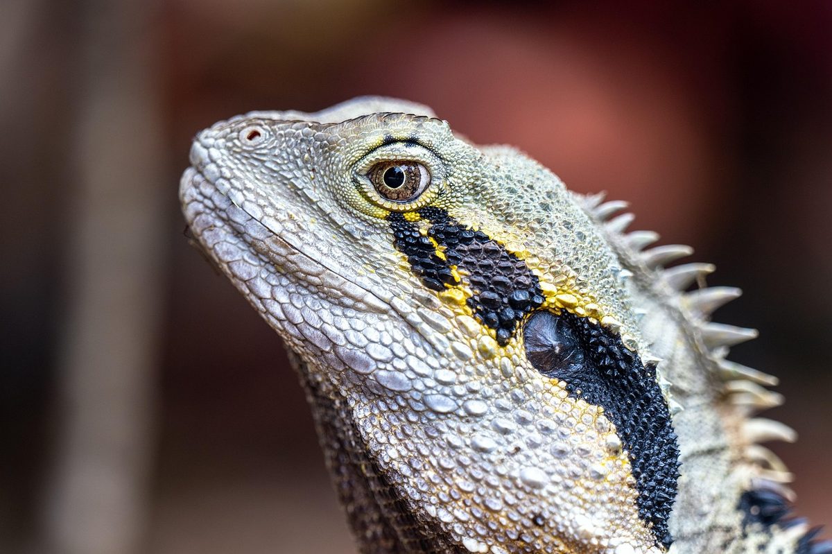 lizard