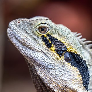 lizard