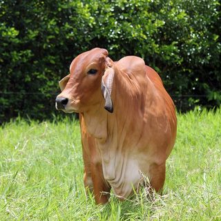 Cebu Marathon 2027 – Cebu, {"distances":"5K, 10K, Halbmarathon, Marathon","distances_flags":{"k5":true,"k10":true,"hm":true,"fm":true,"ultra":false}}