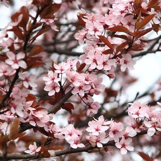japanese cherry blossom