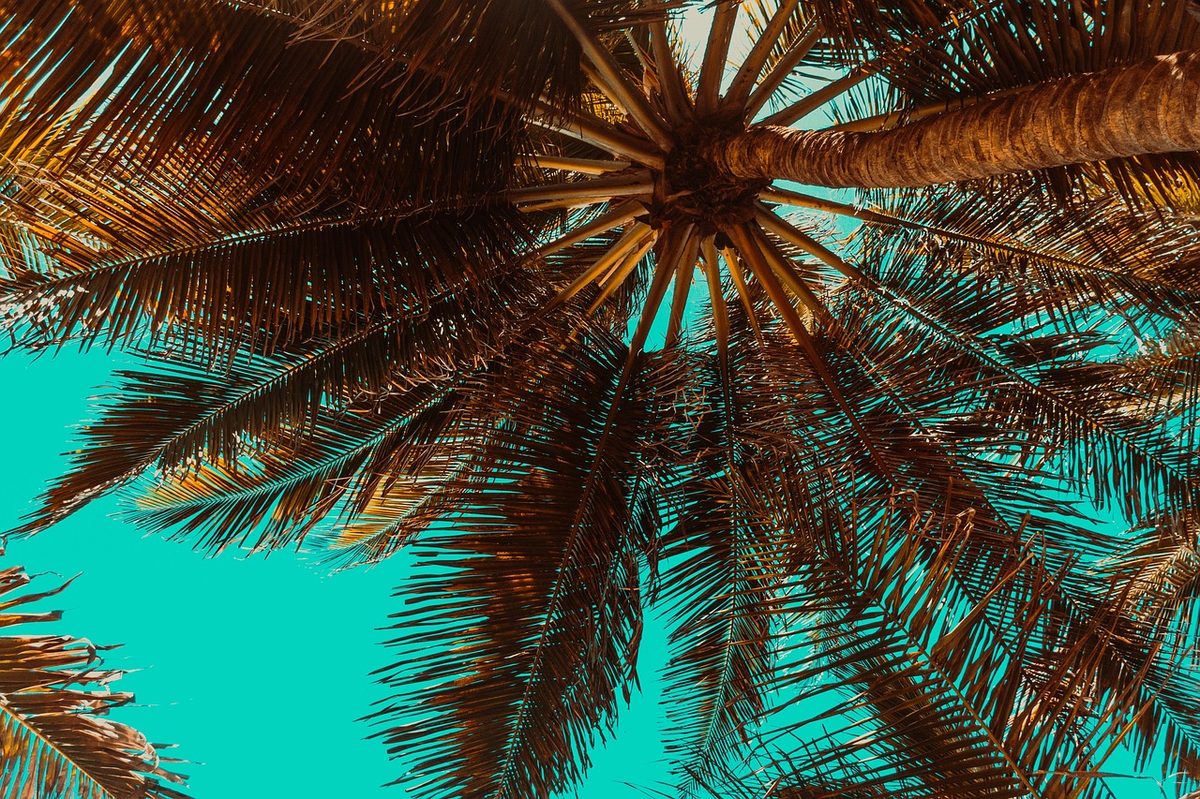 palm trees
