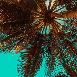 palm trees