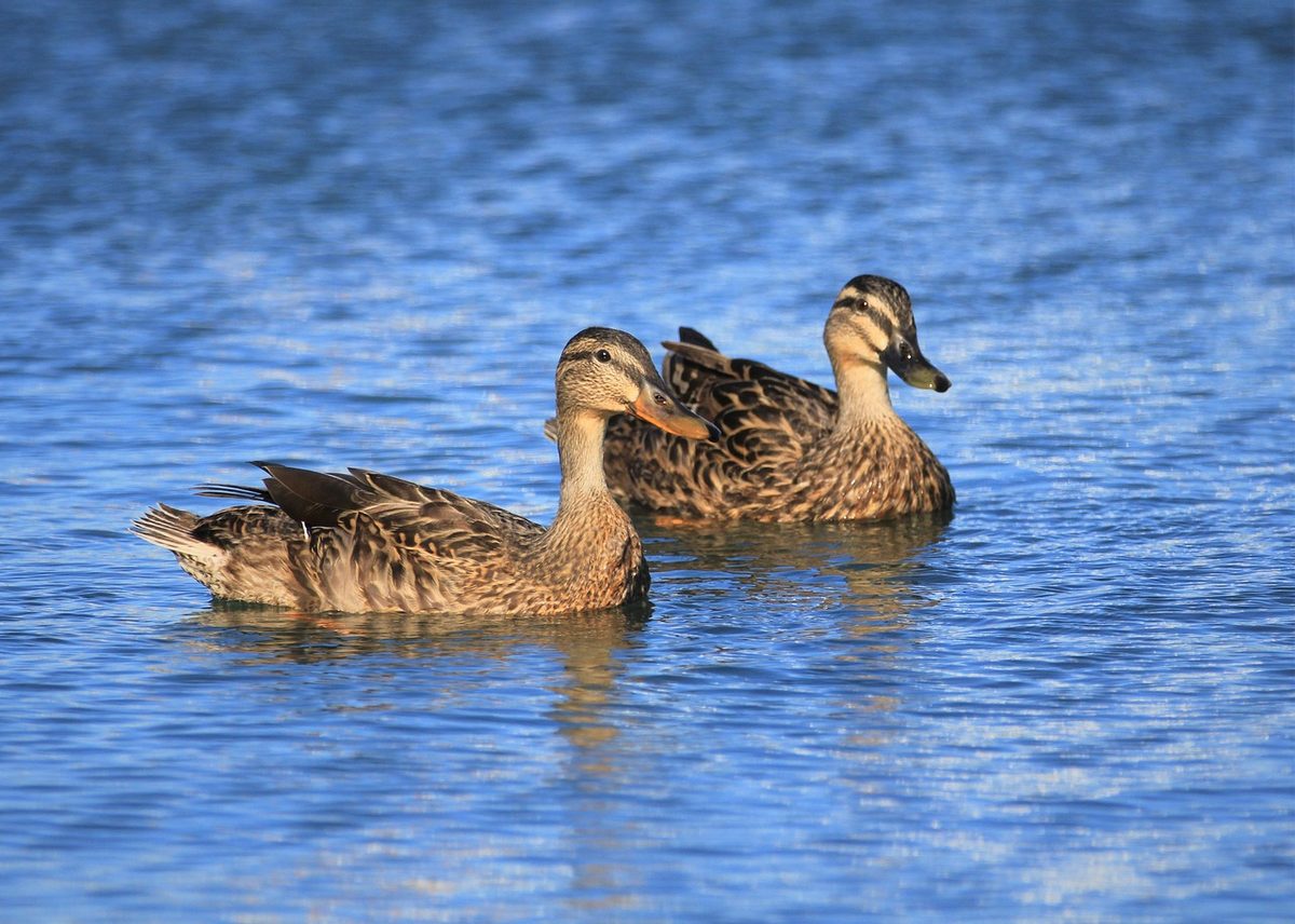duck