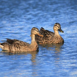 duck