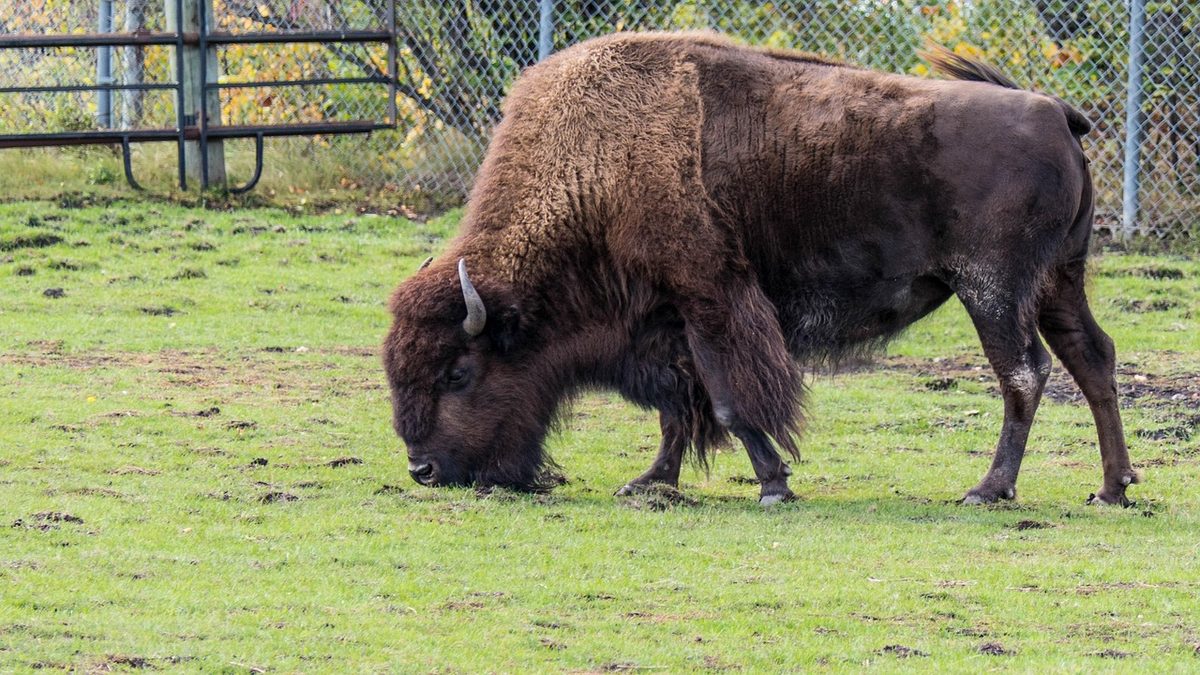 bison