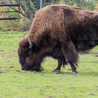 bison