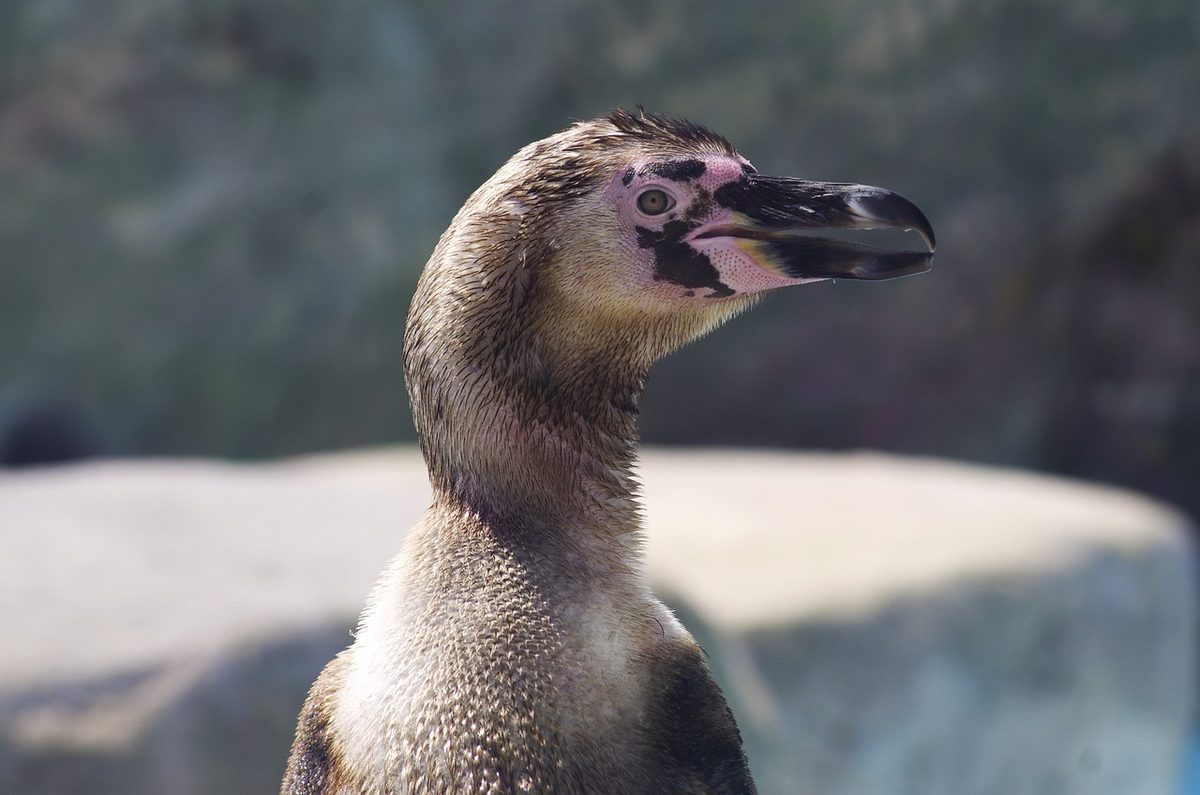 humboldt penguin