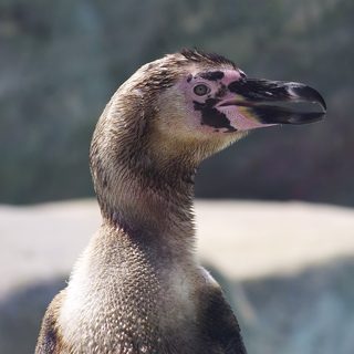 humboldt penguin